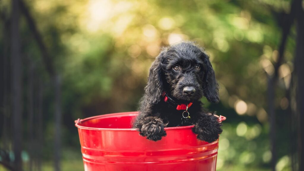 Cadeau de Noël pour chien