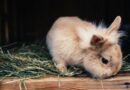 Cage et maison pour lapin