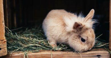 Cage et maison pour lapin