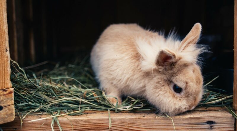 Cage et maison pour lapin