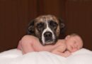 Chien et bébé