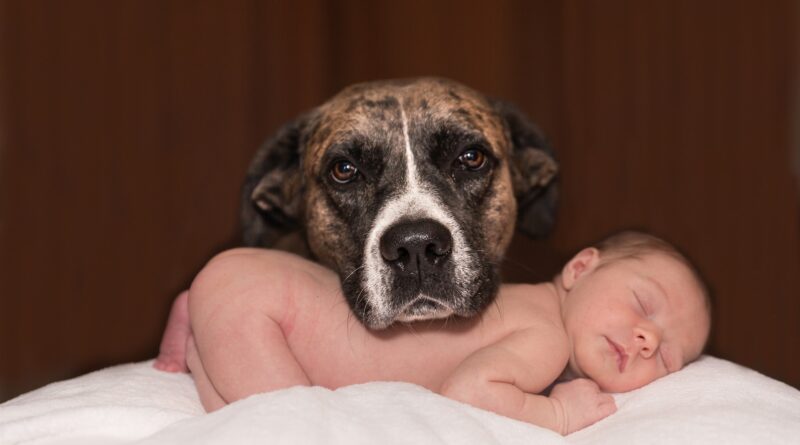 Chien et bébé