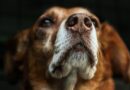 Chien et odeur