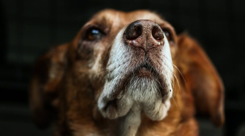 Chien et odeur