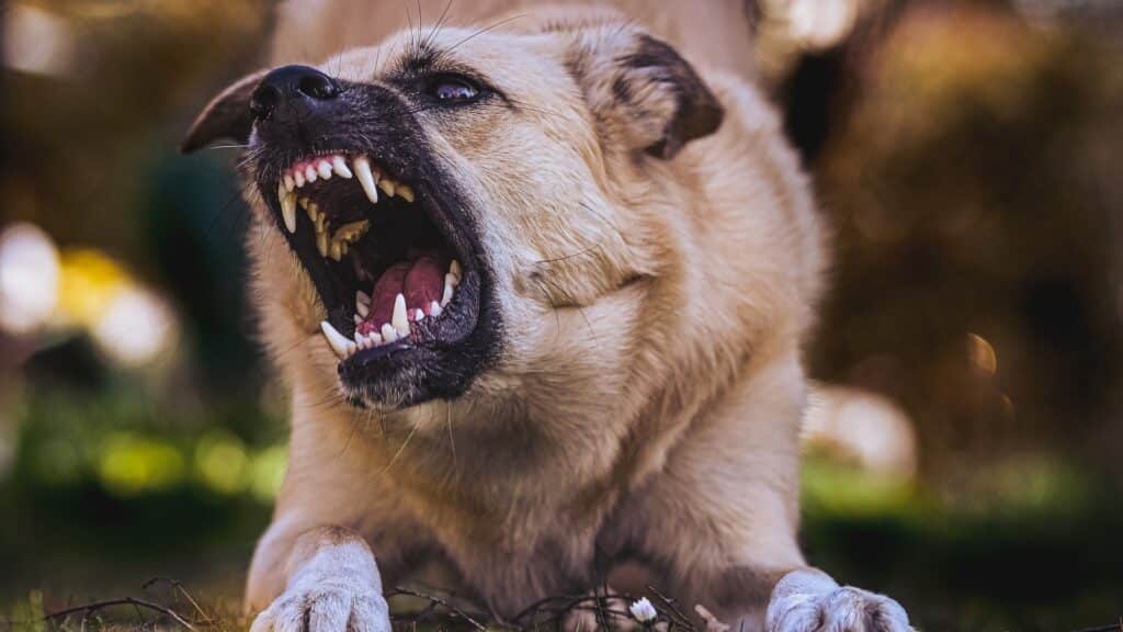 Chien qui a causé du dommage à un tiers