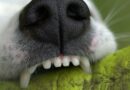 Chien qui a causé du dommage à un tiers que faire