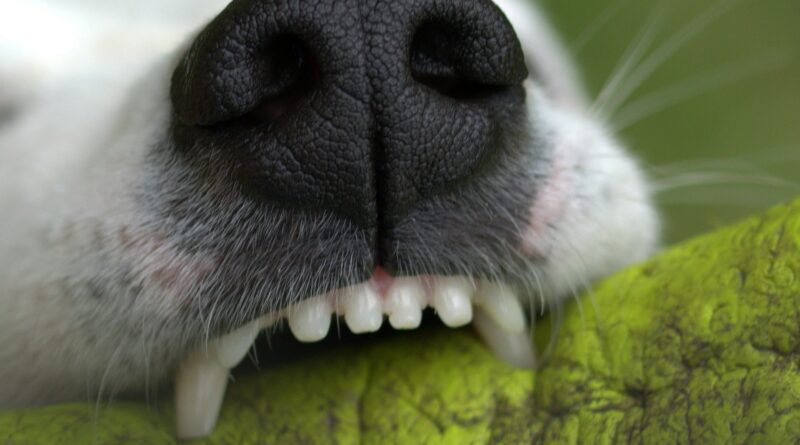 Chien qui a causé du dommage à un tiers que faire