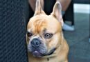 Chien qui a peur des feux d’artifice pourquoi
