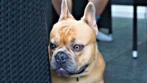 Chien qui a peur des feux d’artifice pourquoi