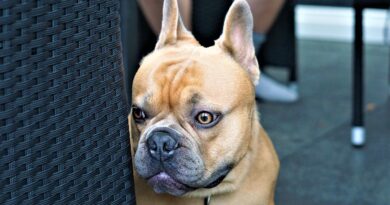 Chien qui a peur des feux d’artifice pourquoi