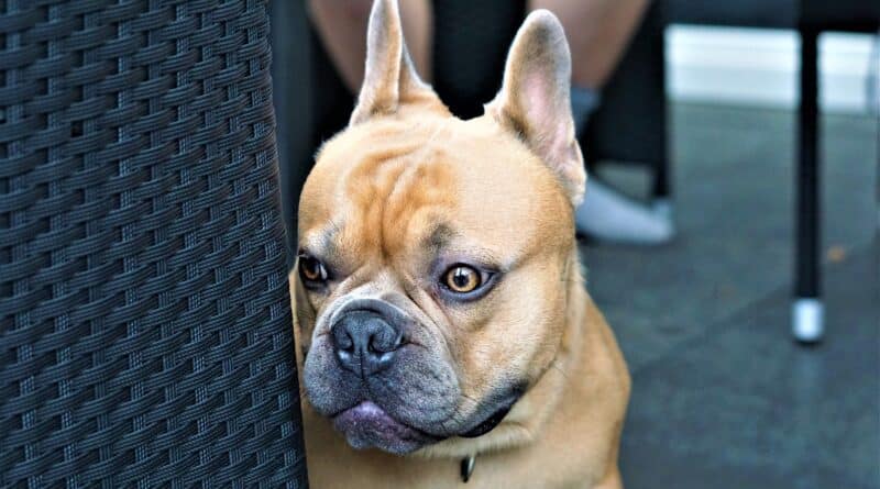 Chien qui a peur des feux d’artifice pourquoi