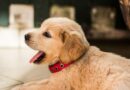 Chien qui bâille