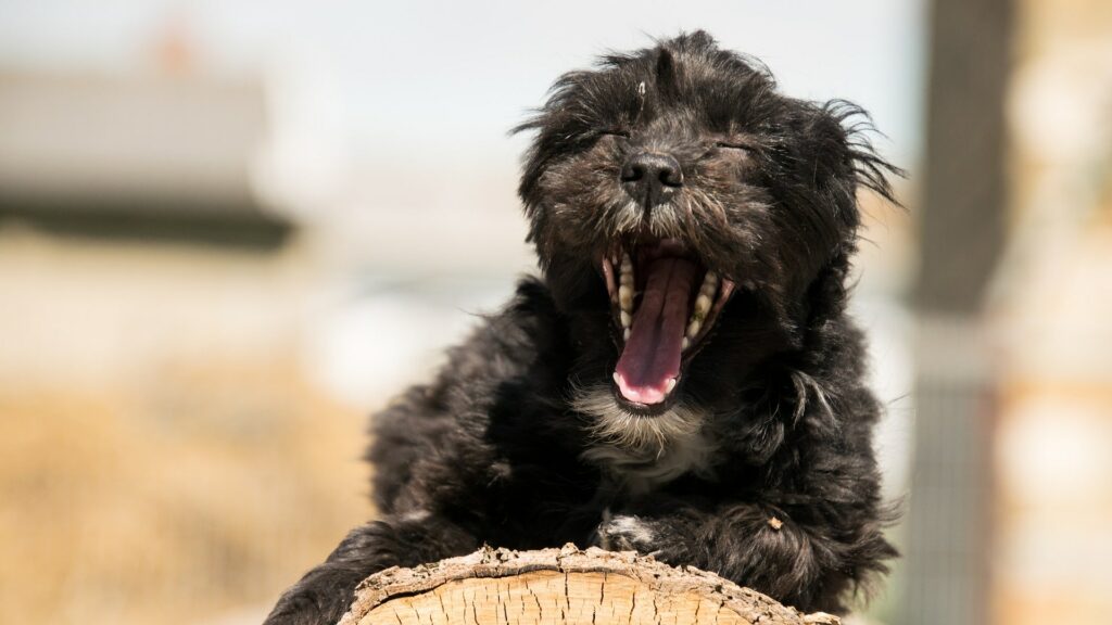 Chien qui bâille pourquoi