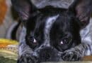 Chien qui dort les yeux ouverts