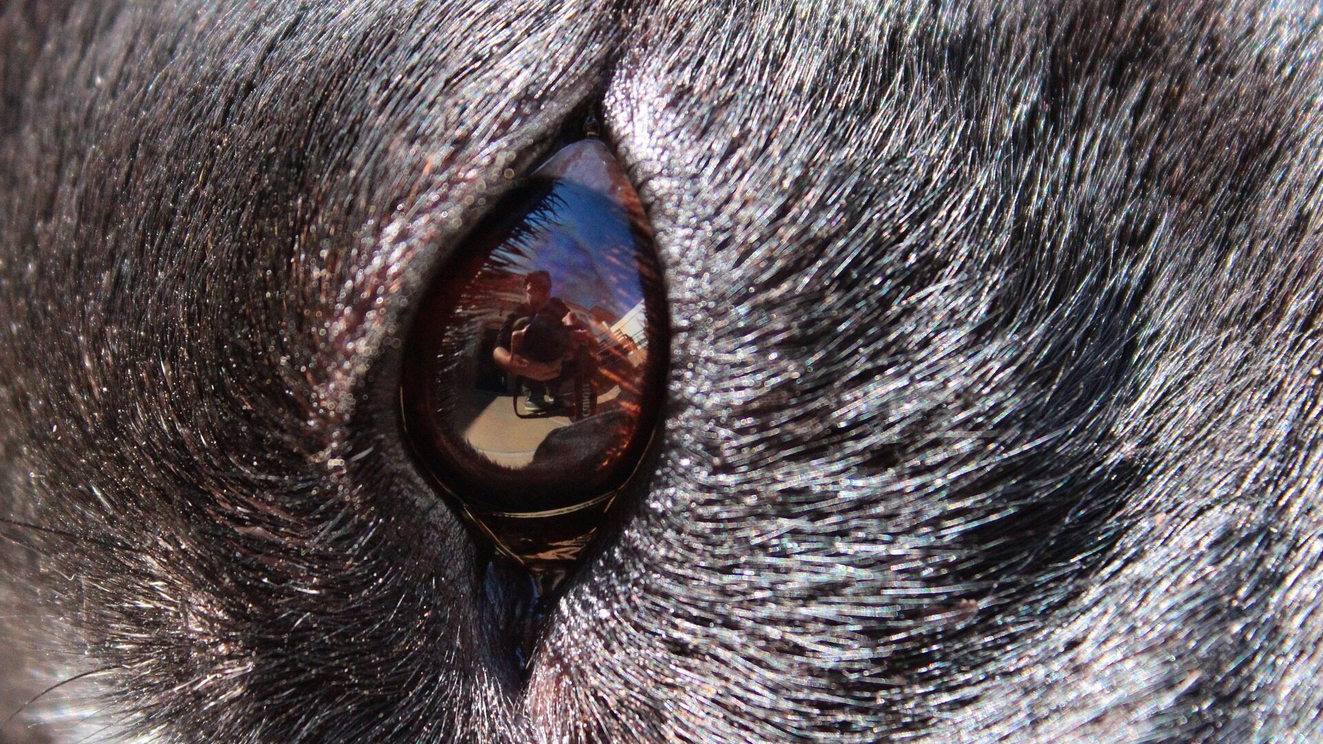 Chien qui dort les yeux ouverts les raisons et ce qu’il faut faire