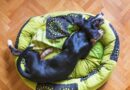 Chien qui dort trop