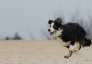 Chien qui fugue fréquemment