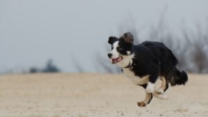 Chien qui fugue fréquemment