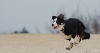 Chien qui fugue fréquemment