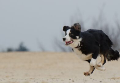Chien qui fugue fréquemment