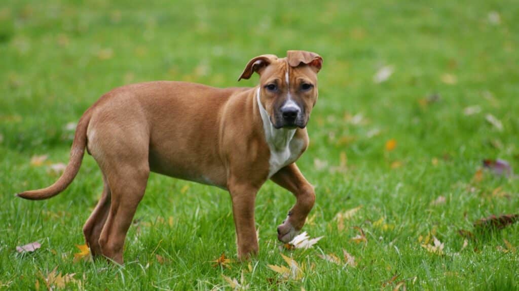 Chien qui fugue fréquemment les solutions