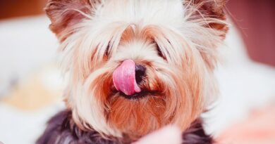 Chien qui lèche son maitre