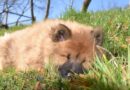 Chien qui ronfle pourquoi