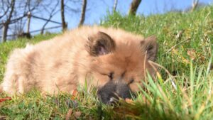 Chien qui ronfle pourquoi