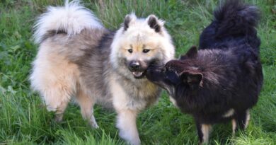 Chiens qui se reniflent les fesses