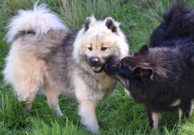 Chiens qui se reniflent les fesses