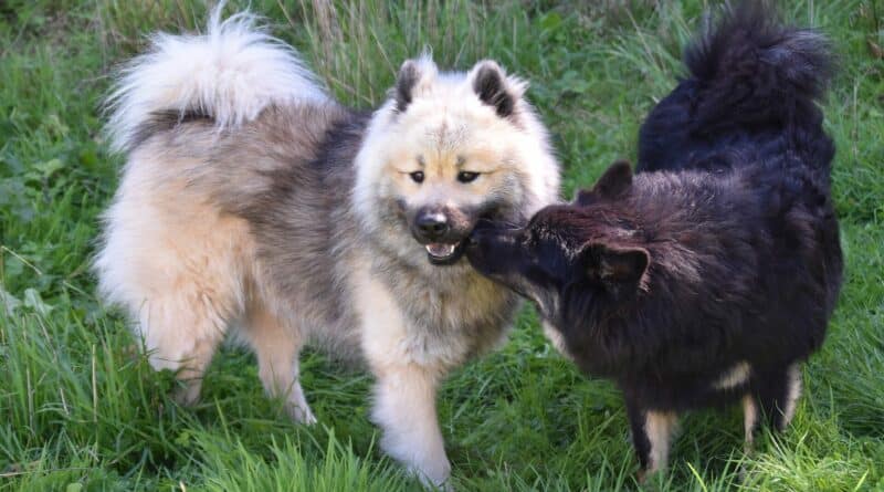 Chiens qui se reniflent les fesses