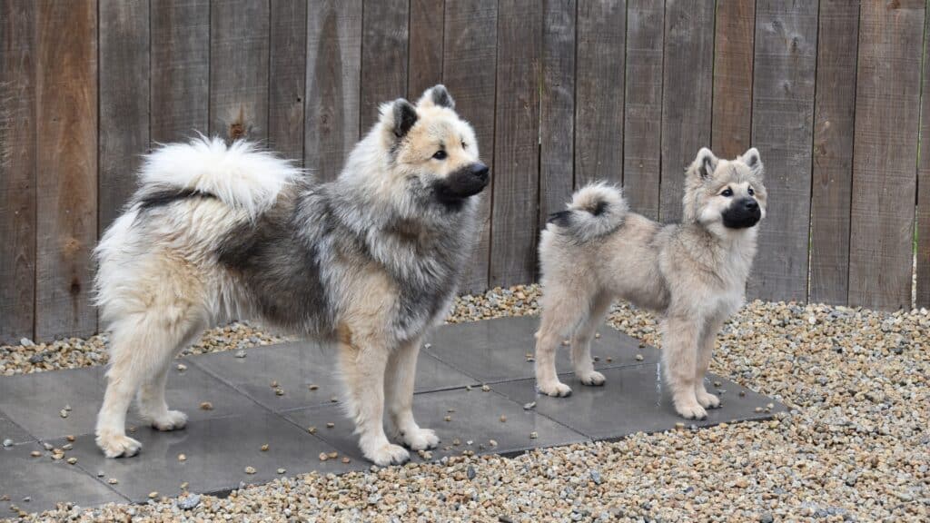 Chiens qui se reniflent les fesses pourqioi