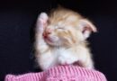 Choisir couverture pour chat