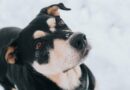 Choix de l’assurance pour chiens