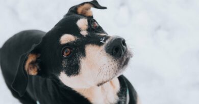 Choix de l’assurance pour chiens