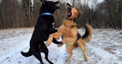 Conflit entre chiens mâle et femelle