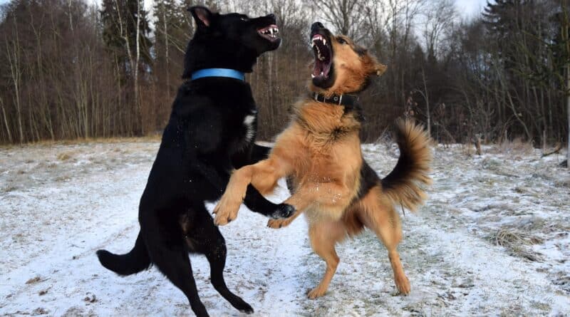 Conflit entre chiens mâle et femelle