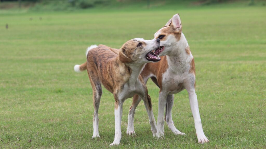 Conflit entre chiens mâle et femelle que faire