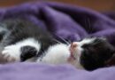 Coussin et matelas pour chat