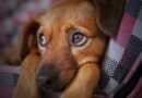 Couverture pour chien