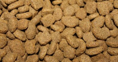 Croquettes sans céréales pour chien