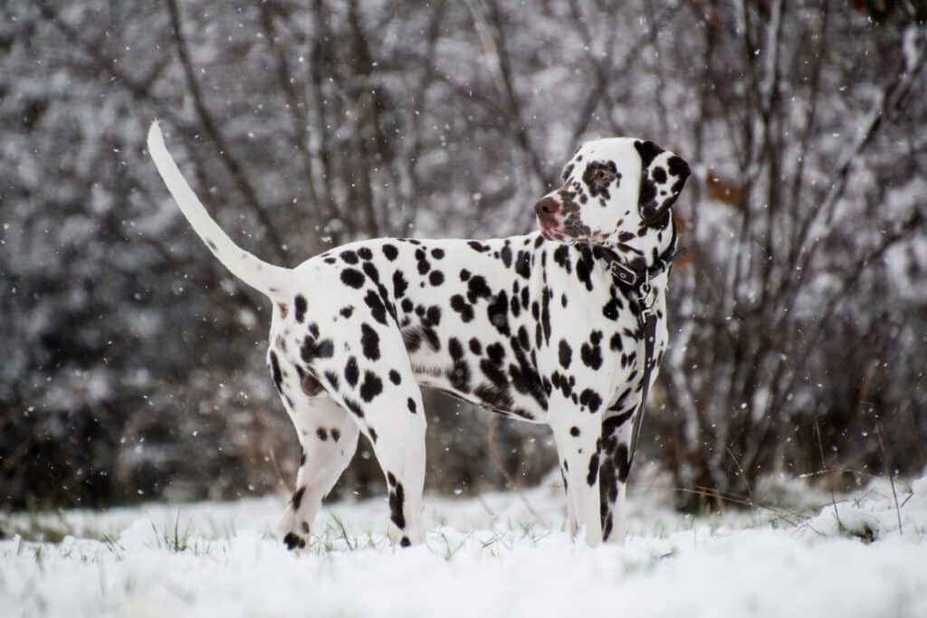 Dalmatien