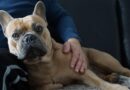 Dormir avec son chien