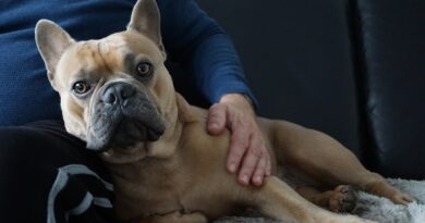 Dormir avec son chien