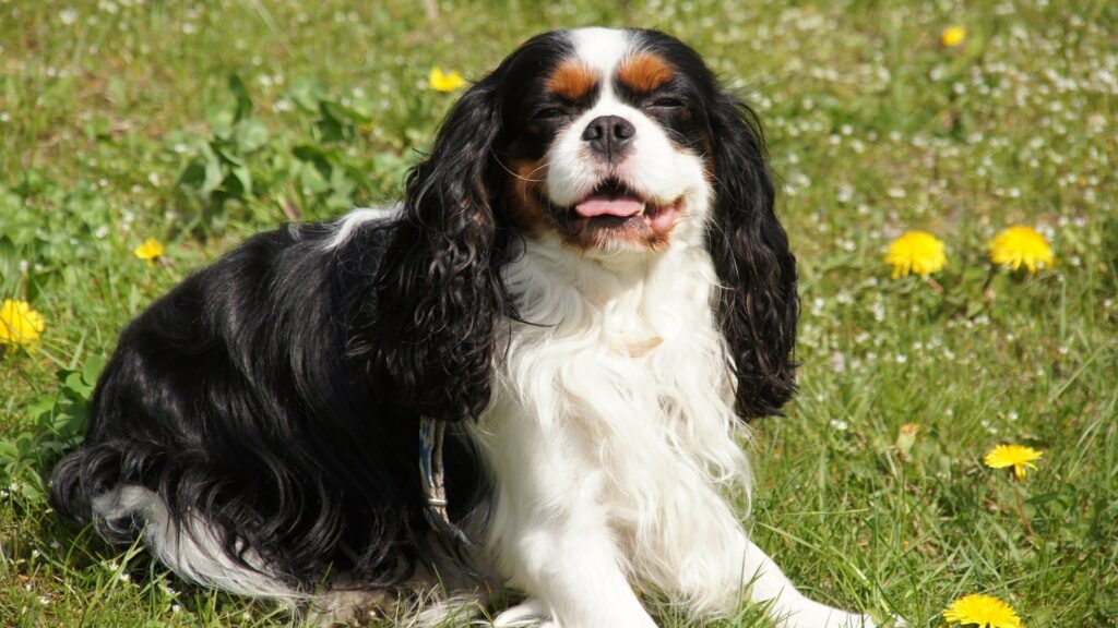 Éducation d’un Cavalier King Charles