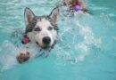 Éducation d’un Husky