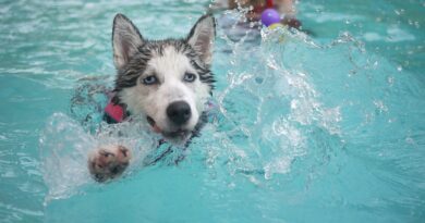 Éducation d’un Husky