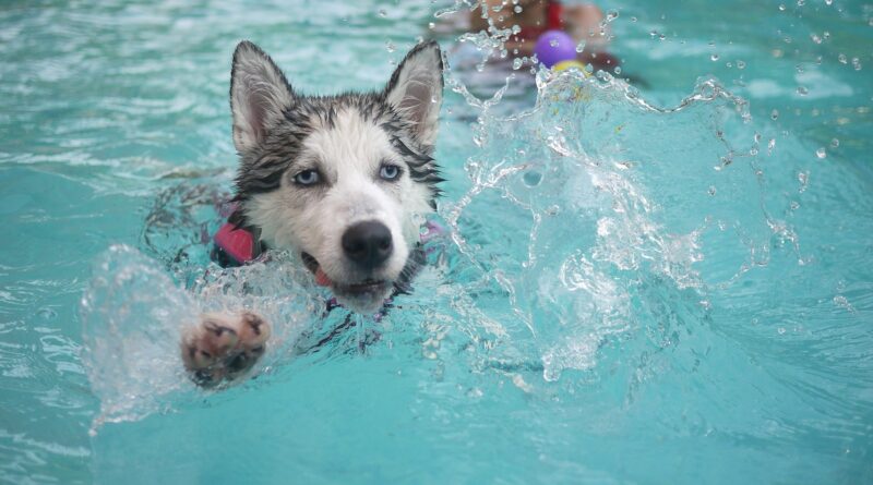 Éducation d’un Husky