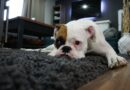 Enlever les poils du chien sur un tapis