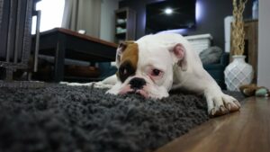 Enlever les poils du chien sur un tapis